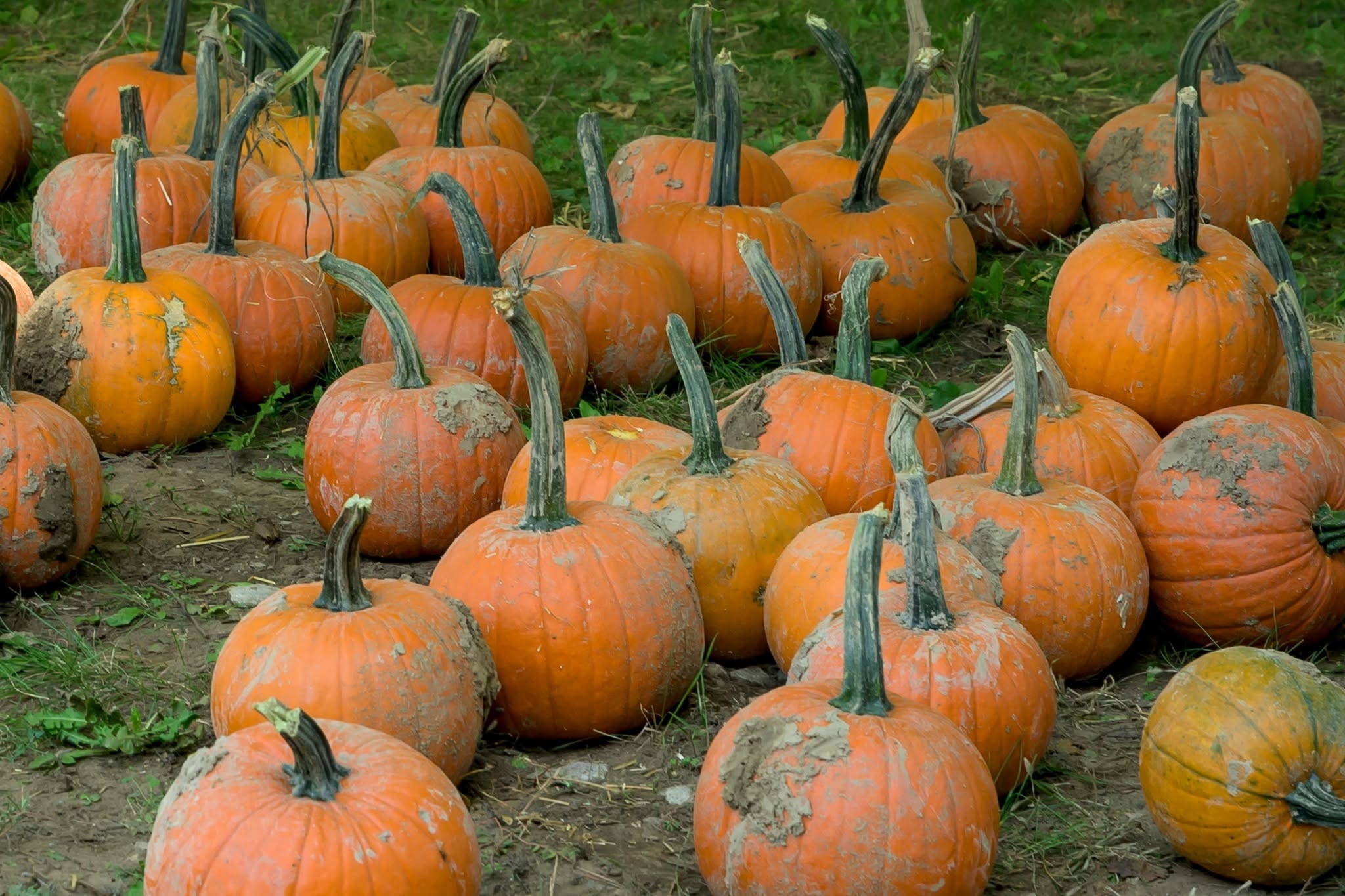 Pumpkin patch at the Pumpkin Giveaway event